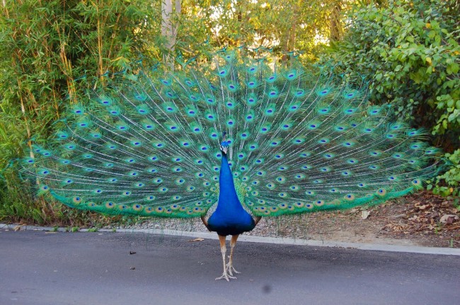 peacock
