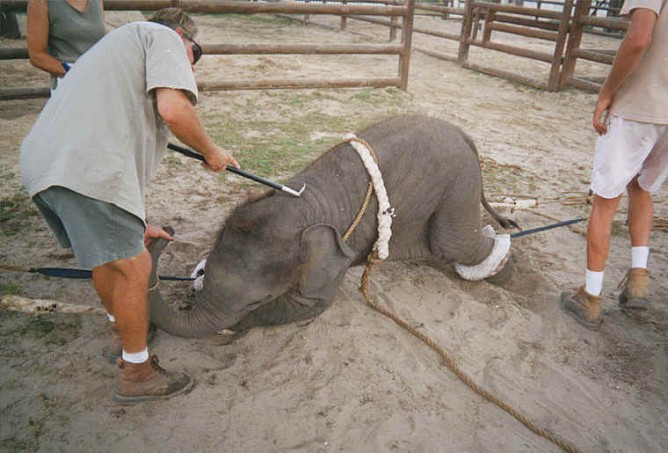 elephant-ent-17