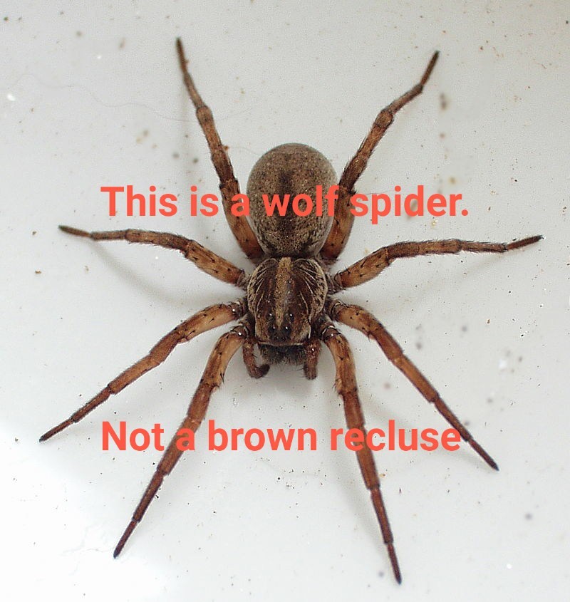 Wolf_Spider_Recluse_Comparison | Greg Laden's Blog